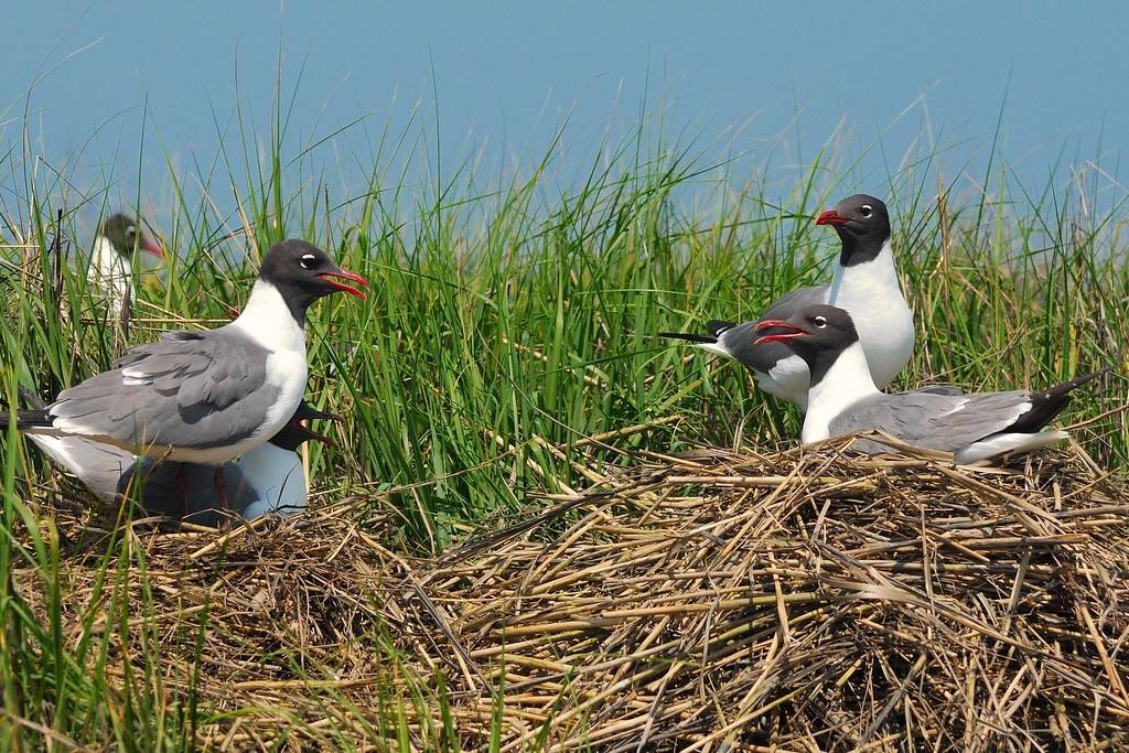 Laughing Gulls Nesting and Chatting by Alberto_VO5 is licensed under CC BY-NC 2.0.